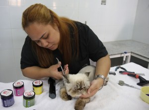 Pet Grooming at Canadian Vet Hospital in Doha