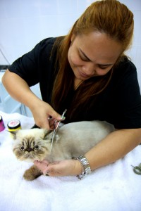 Pet Grooming at Canadian Veterinary Hospital in Doha