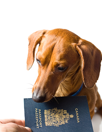 Pets at best sale home passport