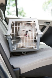 The Most Complete Pet Relocation Service in Qatar