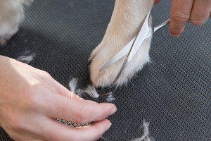 Pet Grooming at Canadian Vet Hospital in Doha