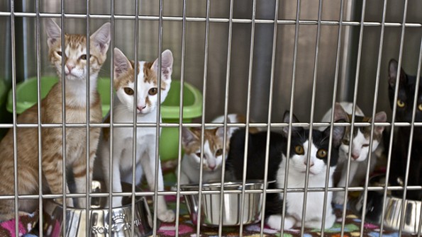 Pet Adoption at Canadian Vet Clinic in Doha