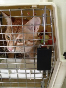 Cat in Sky Kennel Relocation