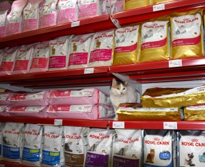 Diva Shopping for Cat Food