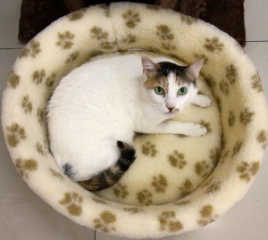 Diva paw print bed