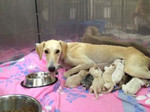 Sweetie and her 10 puppies. She and her husband Miskart were two of the most beautiful Saluki's in Qatar 