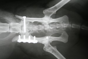 X-ray after the operation