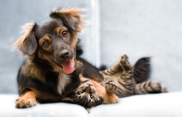 Regular Pet Check-Up in Doha