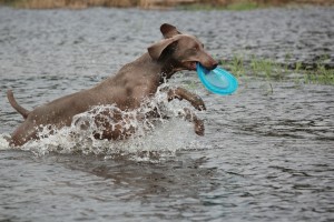 weimaraner-369165_1920