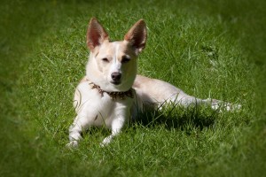 podenco-canario-1480917_1920-2